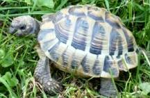 Rocky - Missing tortoise - contact Paula Noble if found